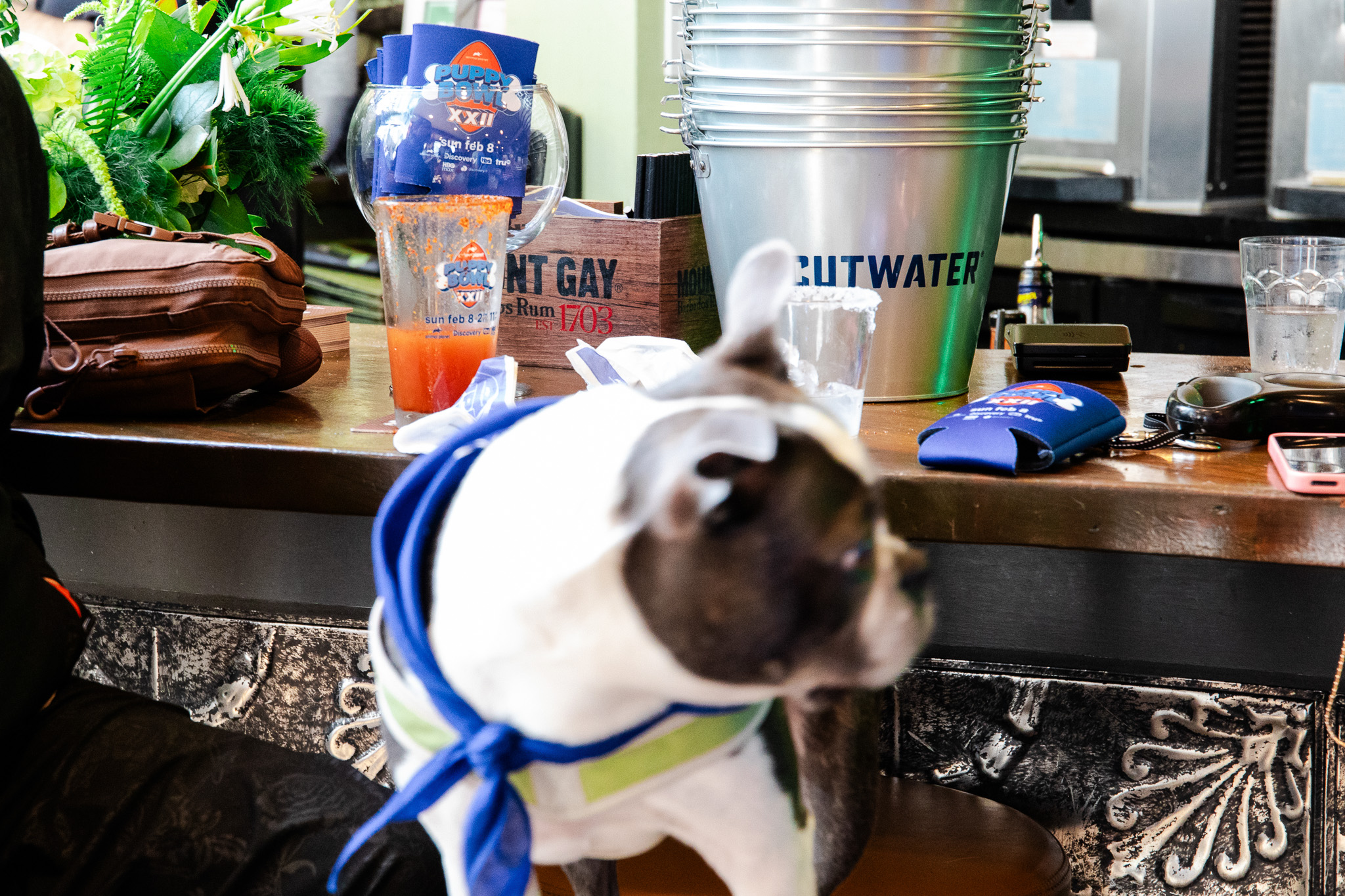 Puppybowlsf - 02