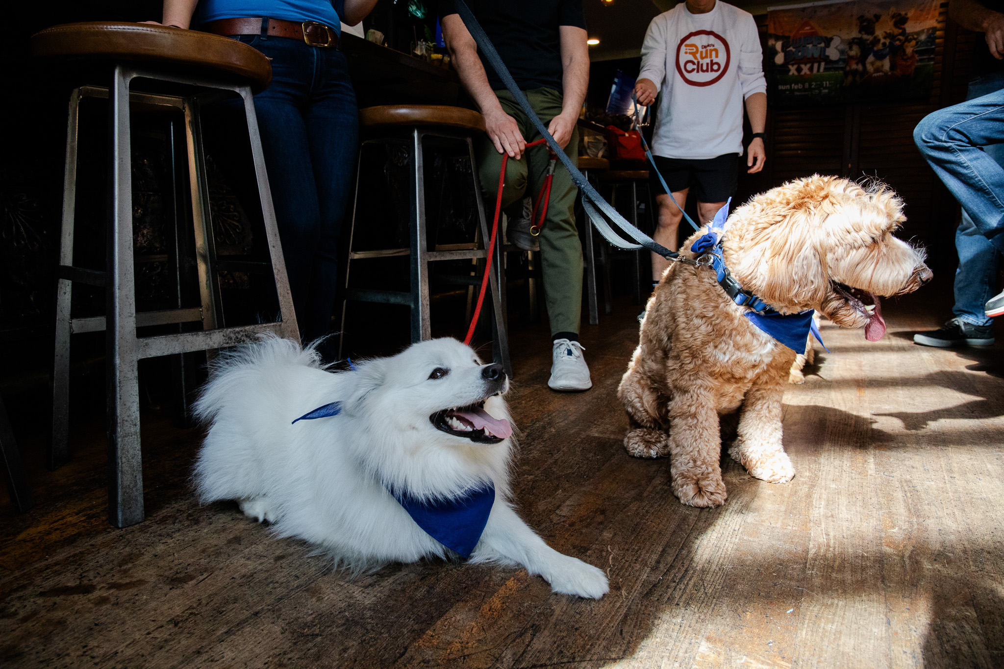 Puppybowlsf - 03