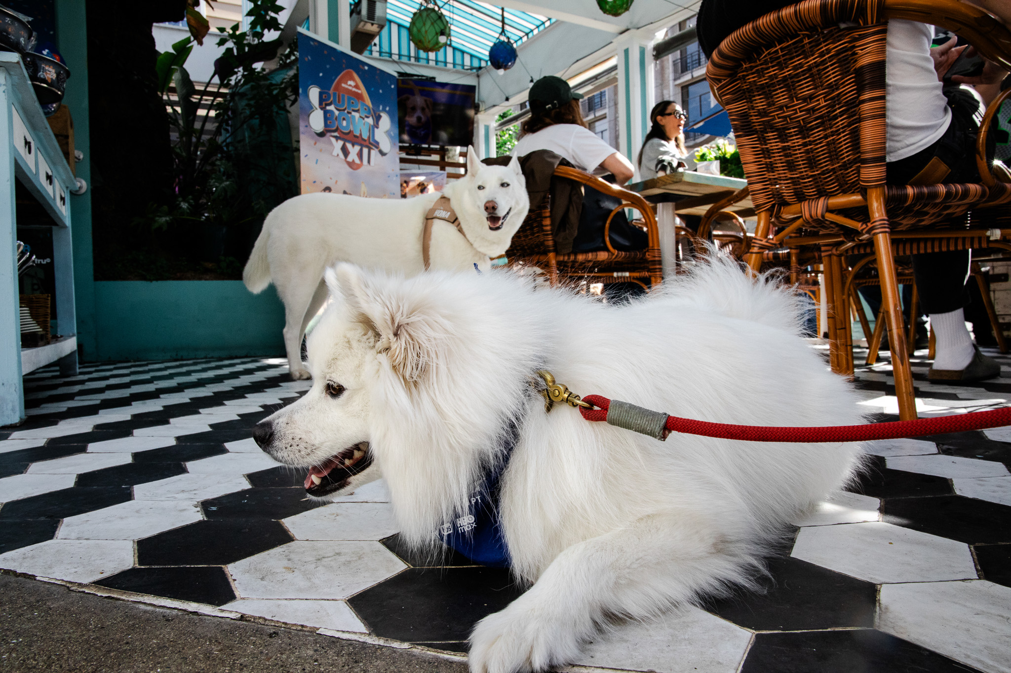 Puppybowlsf - 05