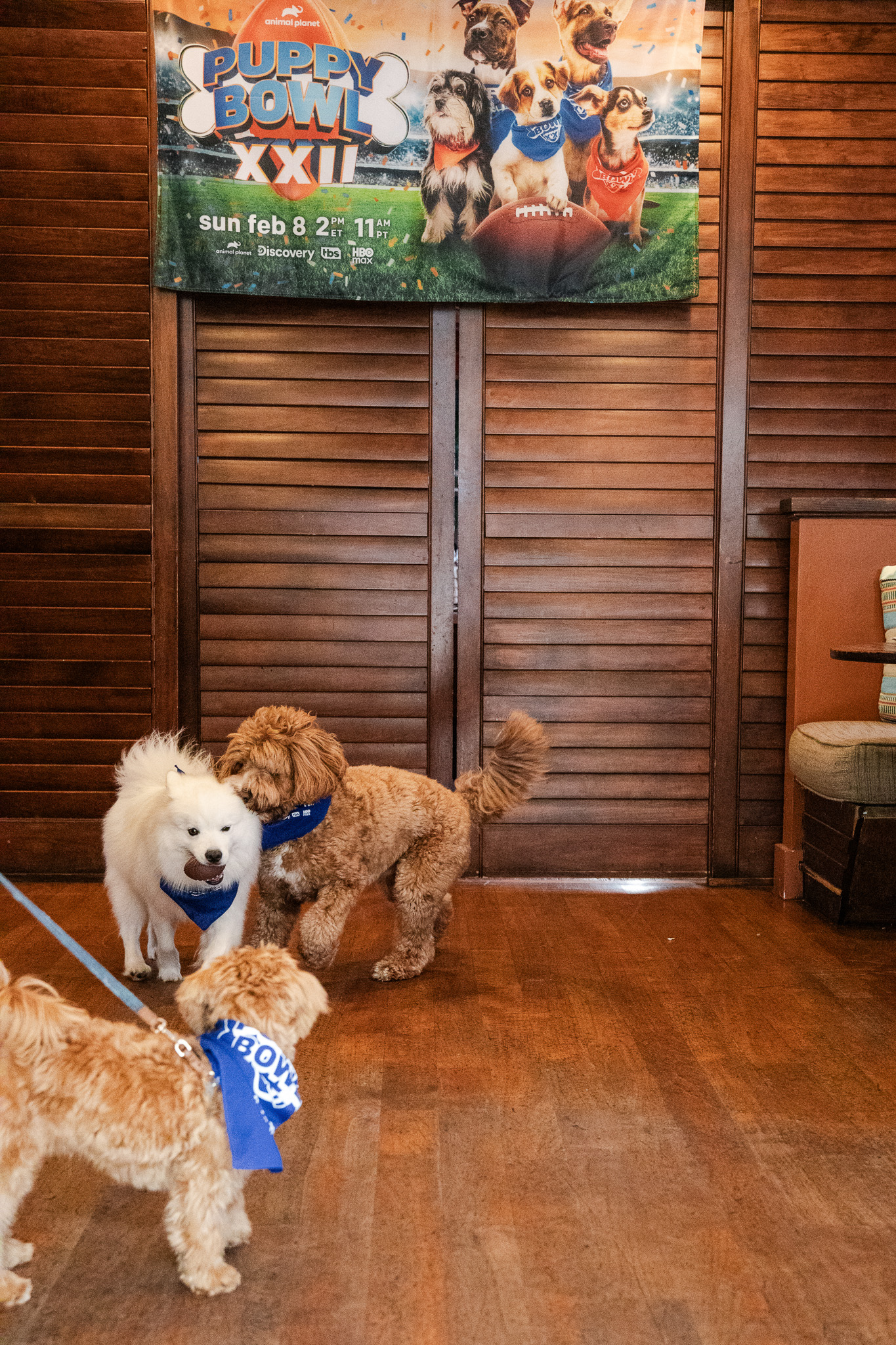 Puppybowlsf - 07