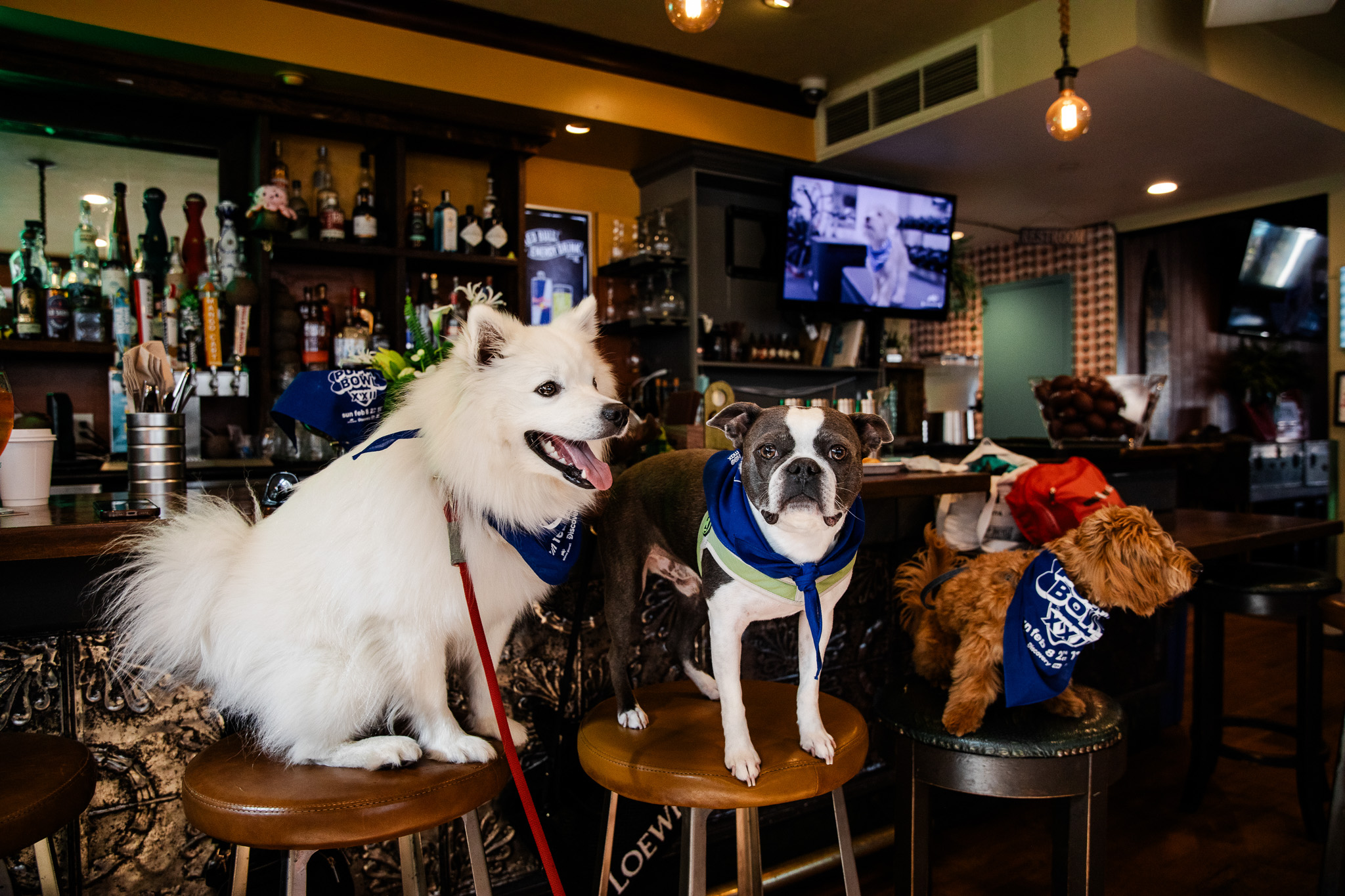 Puppybowlsf - 09