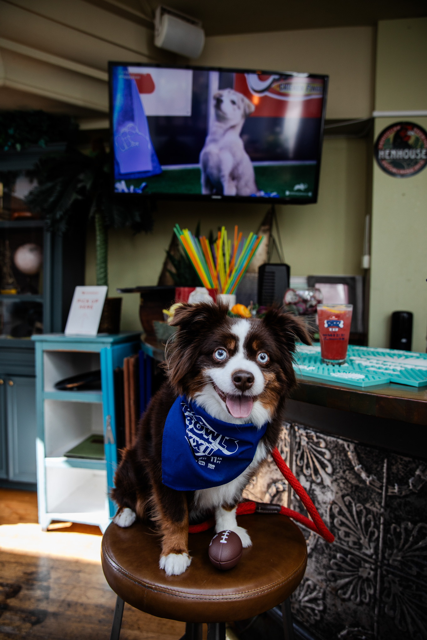 Puppybowlsf - 19