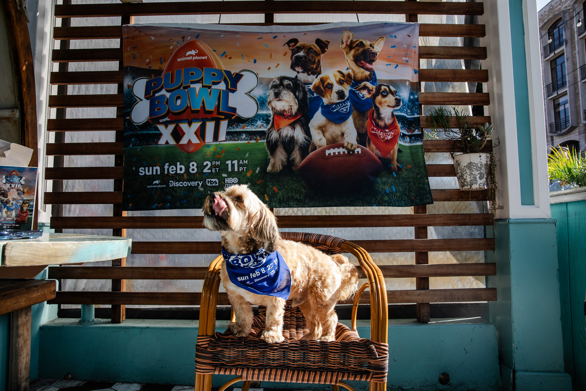 Puppybowlsf - 24