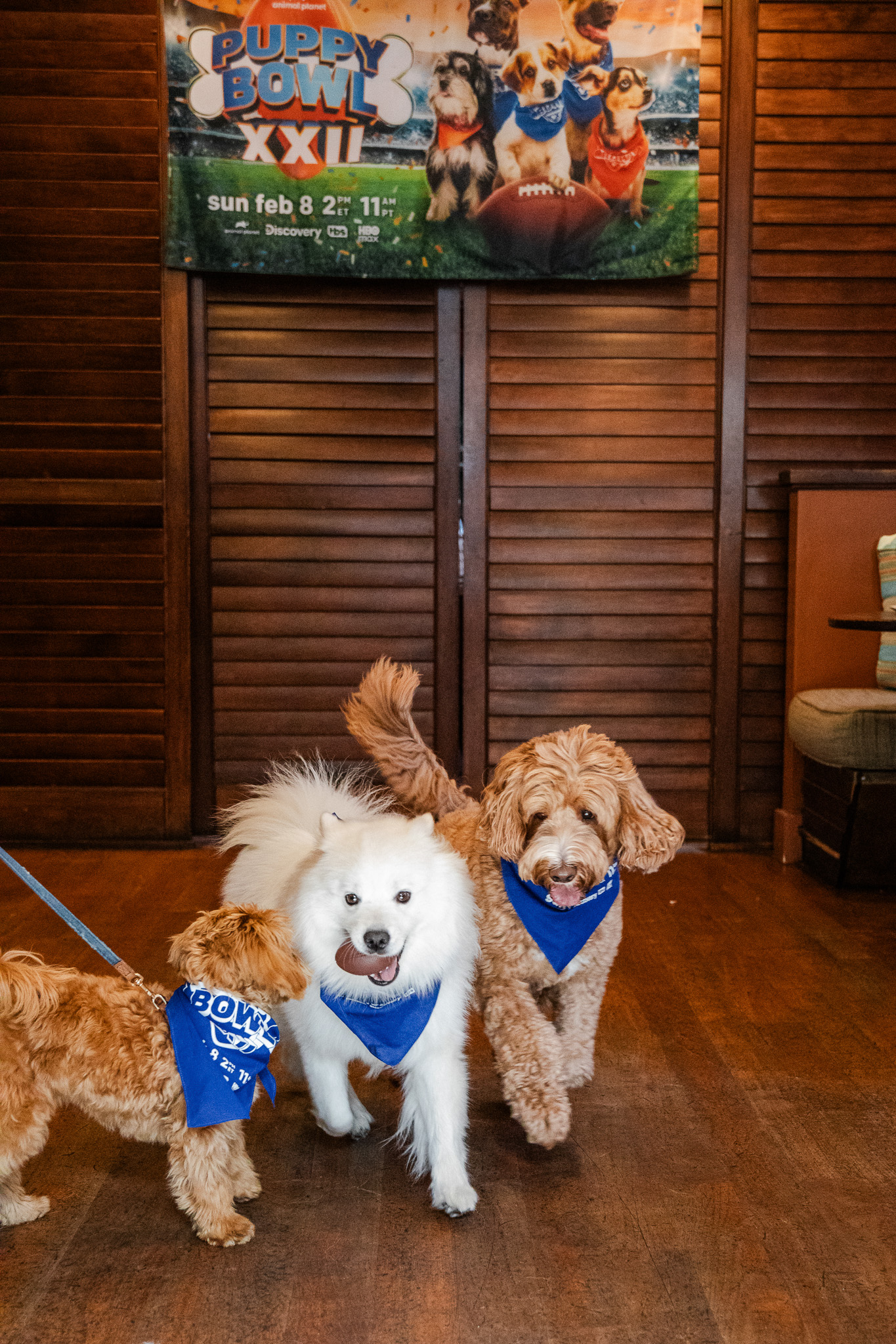 Puppybowlsf - 41