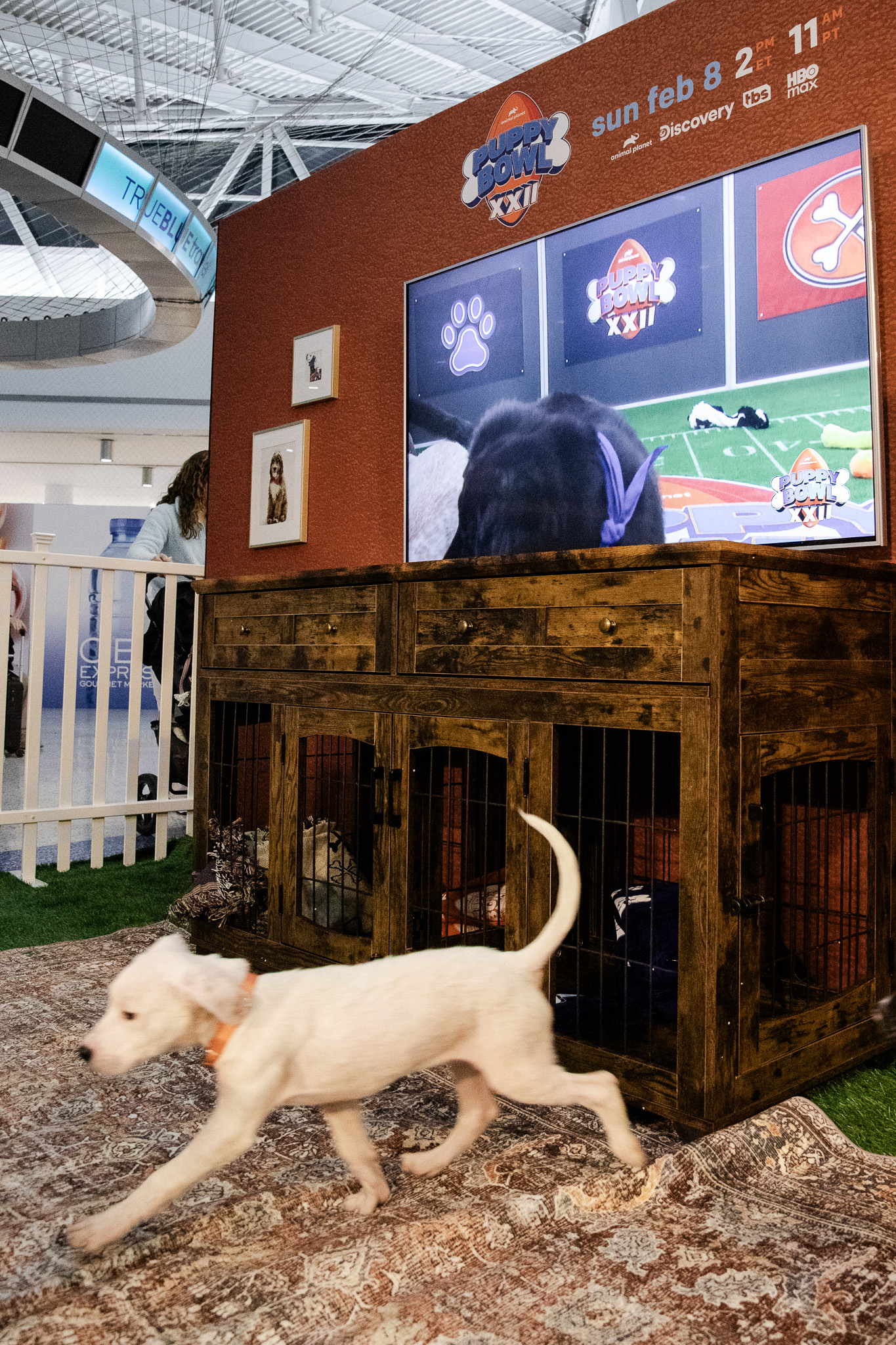Puppybowl - 03 - 2