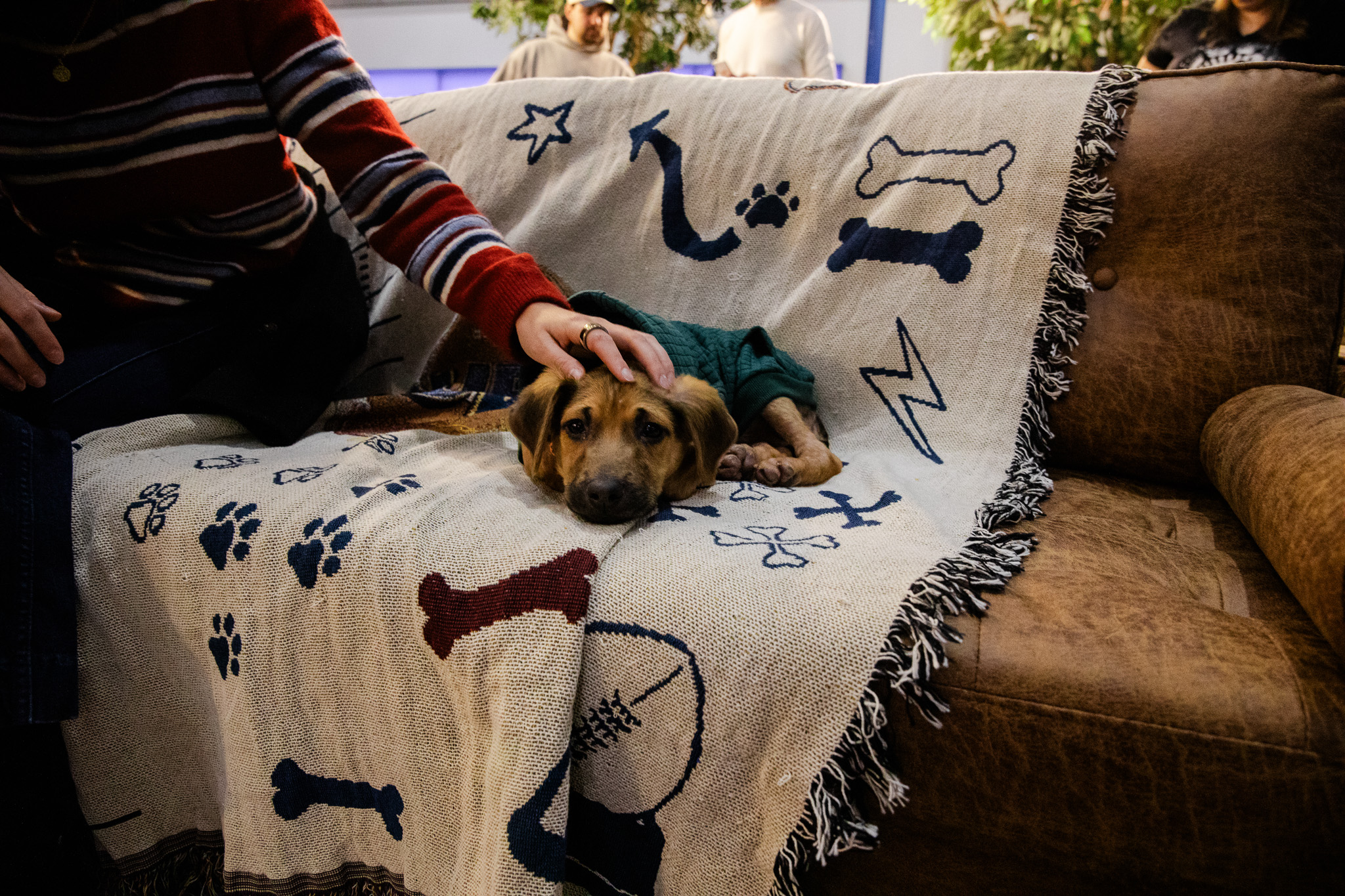 Puppybowl - 05 - 2
