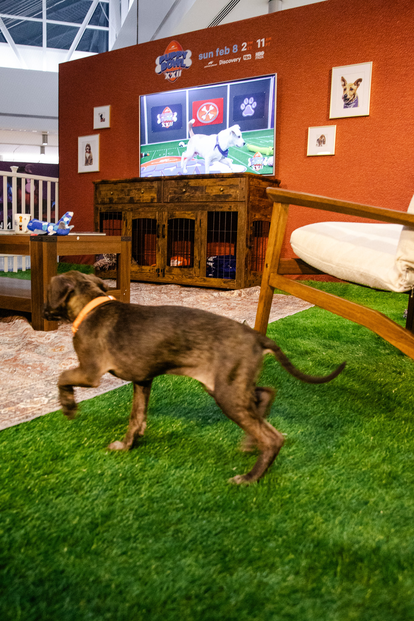 Puppybowl - 07 - 2