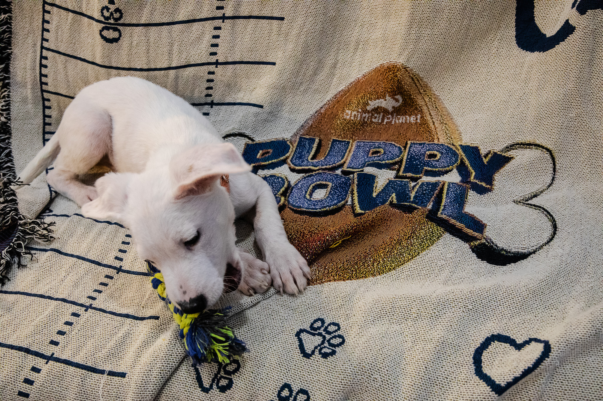 Puppybowl - 10 - 2