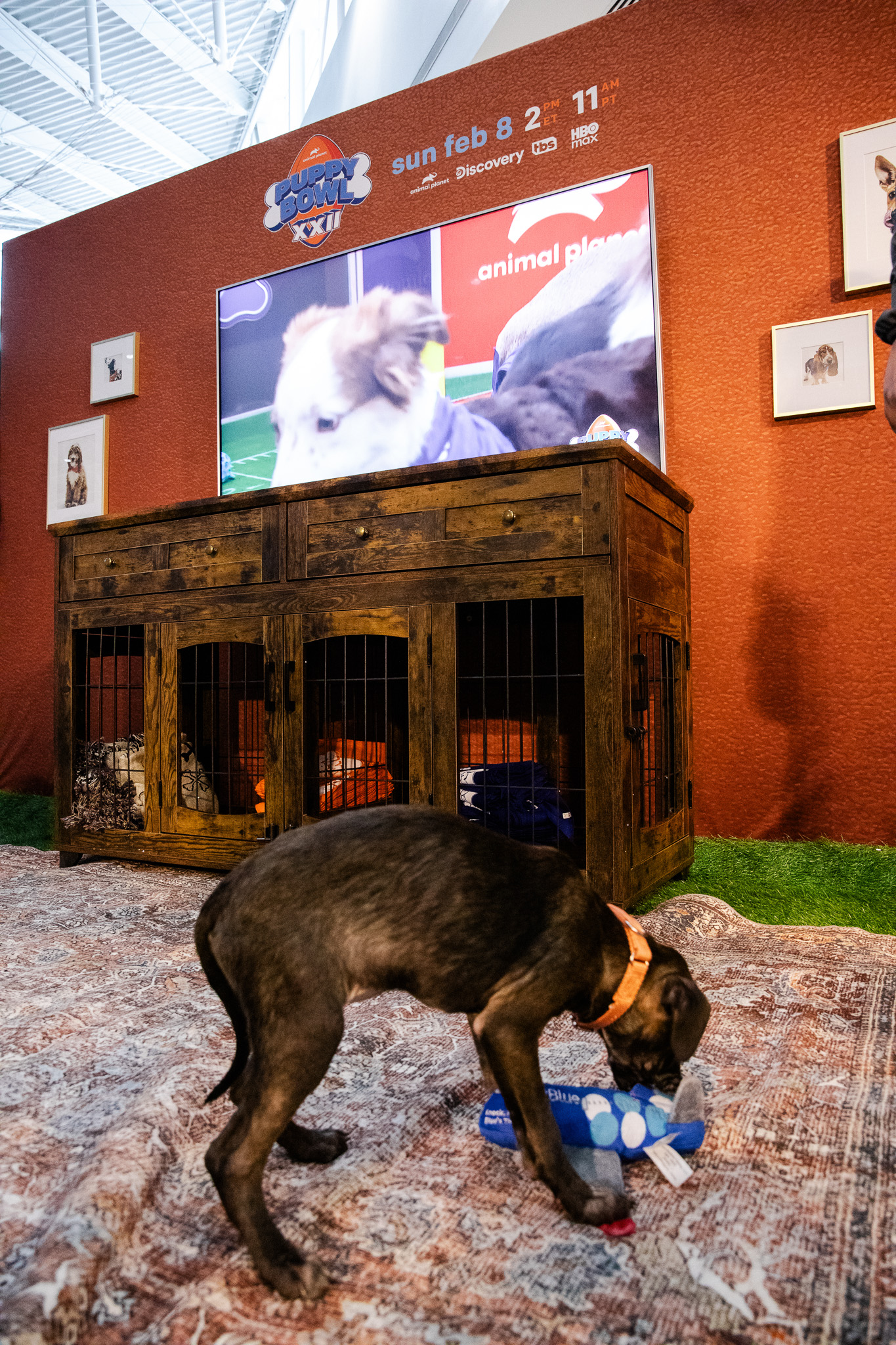 Puppybowl - 22 - 2